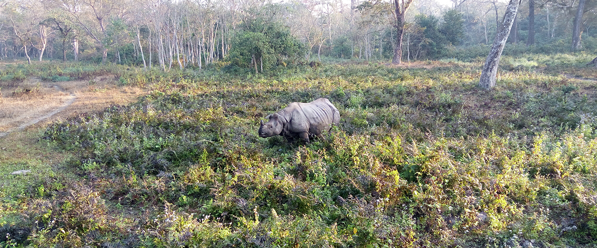 Beautiful Dooars Tour