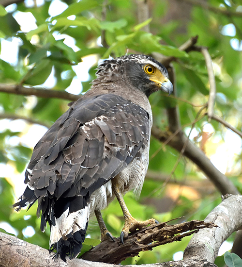 Chukchuki Bird Tower