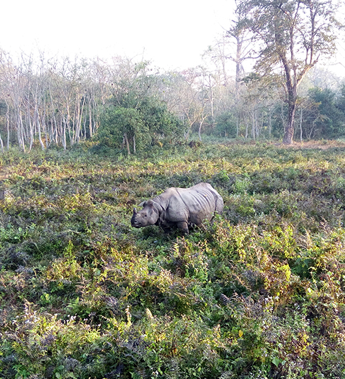 Jaldapara Wildlife Sanctuary