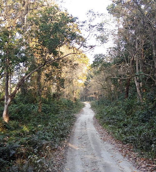 Chapramari Forest